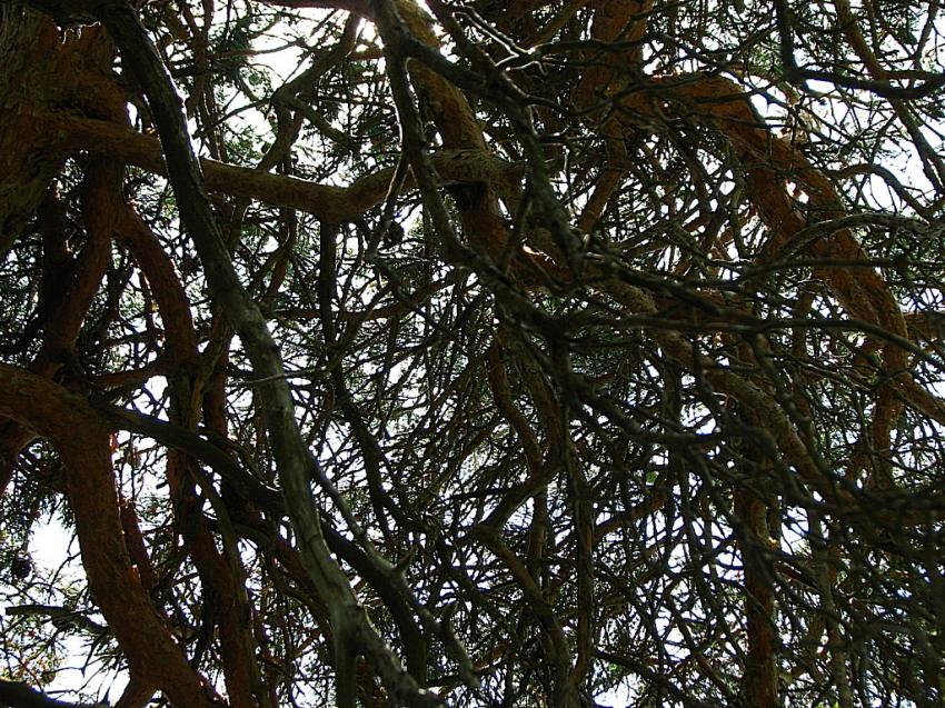 Sous un pin au col de Lachaud ...