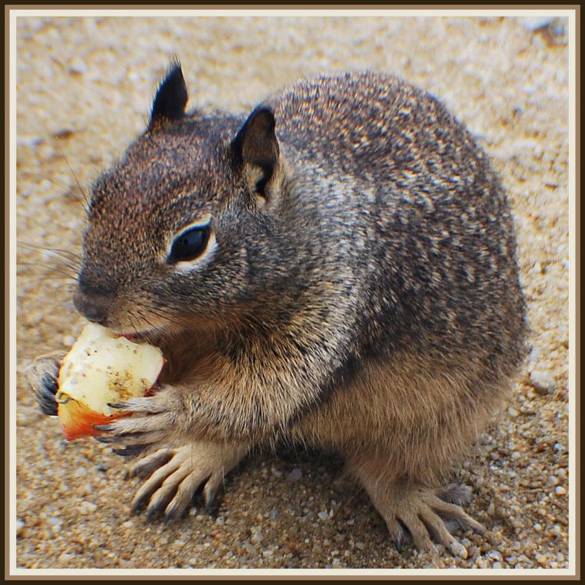 Spermophile Californien