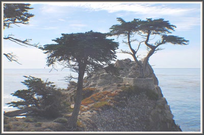 Résultat de recherche: Vieil arbre sur l'océan Pacifique