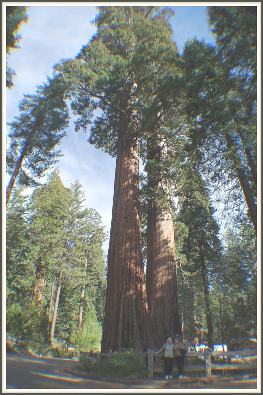 Séquoias géants à Kings Canyon