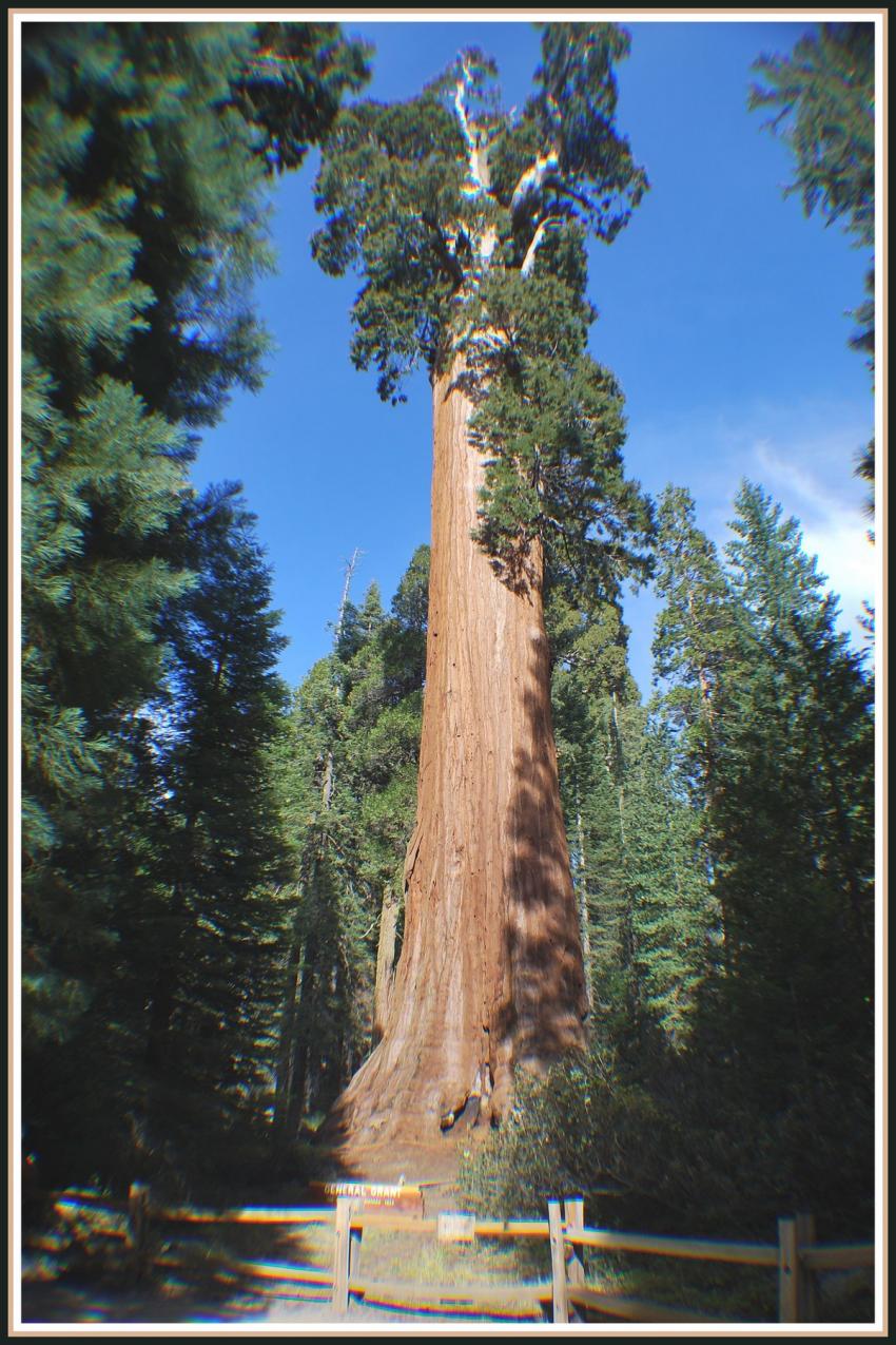 Le Général Grandt (Séquoia géant)