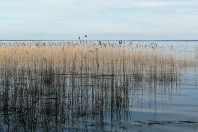 Les cabanes sur les bords du lac de Cazaux