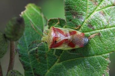 Œuvre de Doc55: Punaise