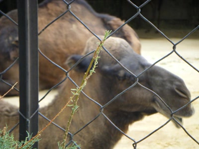 Résultat de recherche: divers