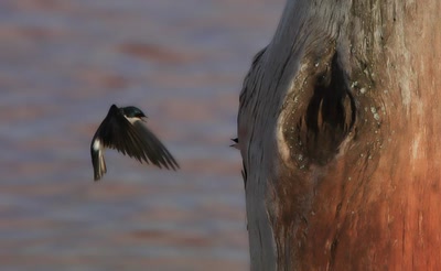 Œuvre de Doc55: Irondelle