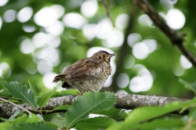 Résultat de recherche: Oiseaux de nos jardins