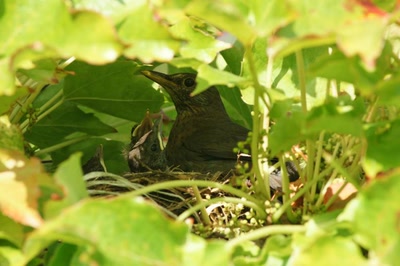 Résultat de recherche: Oiseaux de nos jardins