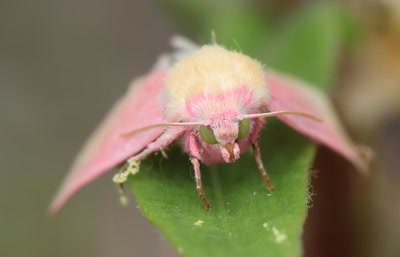 Œuvre de Doc55: Papillon inconnus