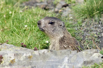 Résultat de recherche: Rue des Marmottes