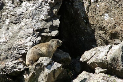 Résultat de recherche: Rue des Marmottes