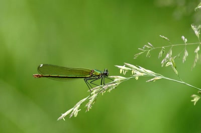 Résultat de recherche: Elégance