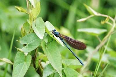 Résultat de recherche: Elegance