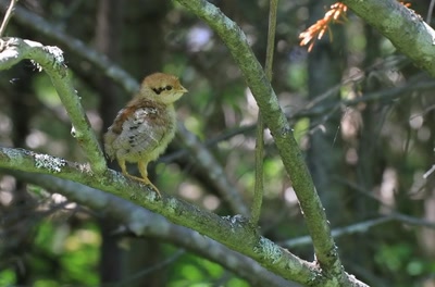 Résultat de recherche: Bébé perdrix