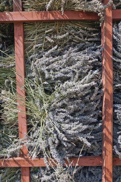 Résultat de recherche: Couleur Lavande