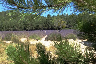 Résultat de recherche: Couleur Lavande