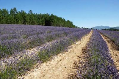 Résultat de recherche: Couleur Lavande