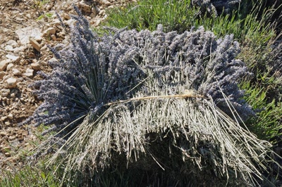 Résultat de recherche: Couleur Lavande