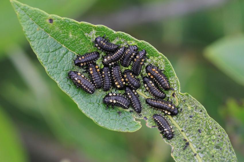 Ce qui est sorti des oeufs