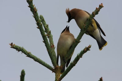 Œuvre de Doc55: Cardinal