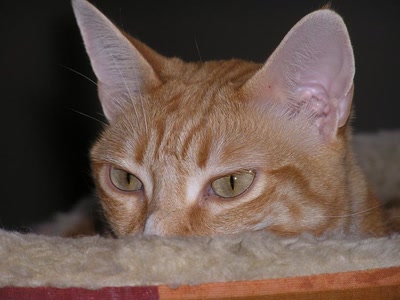 Résultat de recherche: divers