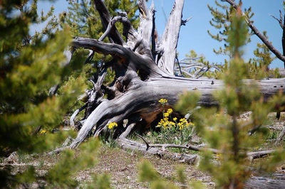 Résultat de recherche: Une belle souche