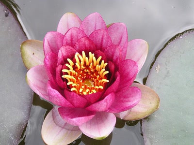 Résultat de recherche: divers