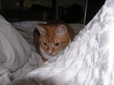 Résultat de recherche: divers