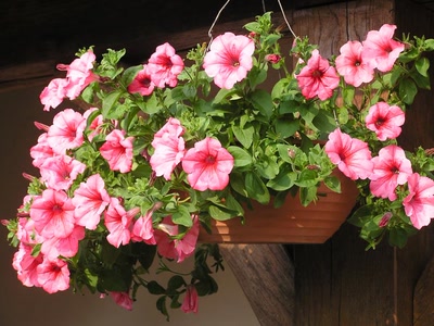 Résultat de recherche: divers