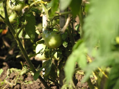 Résultat de recherche: photos