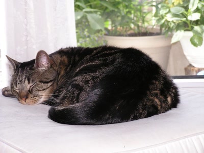 Résultat de recherche: photos