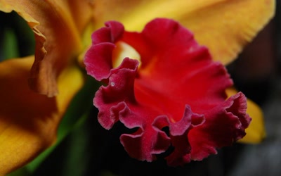 Résultat de recherche: Dentelle d'orchidée