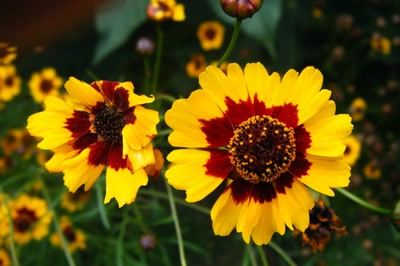 Œuvre de LOFILI: Les fleurs