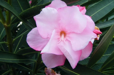 Œuvre de LOFILI: Les fleurs