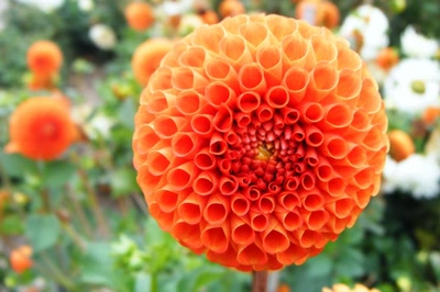 Œuvre de LOFILI: Les fleurs