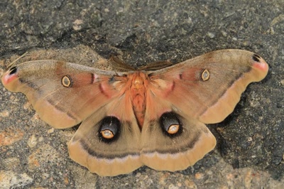 Œuvre de Doc55: Papillon