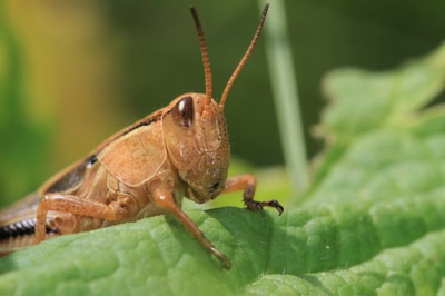 Œuvre de Doc55: Sauterelle