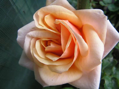 Résultat de recherche: DIVERS