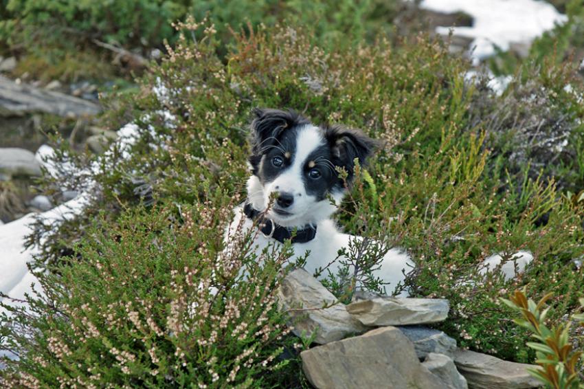 Neige à Azet ( Hautes Pyrénées)
