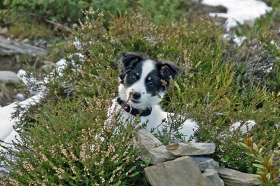 Résultat de recherche: Neige à Azet ( Hautes Pyrénées)