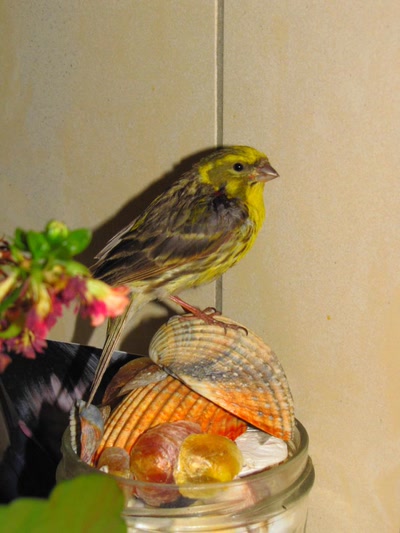 Œuvre de fany: sauvetage 