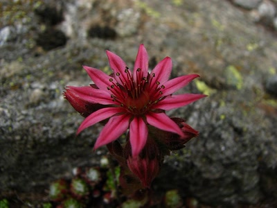 Résultat de recherche: Joubarbe des montagnes 