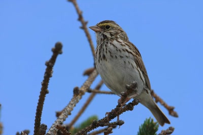 Œuvre de Doc55: Un Bruant ?