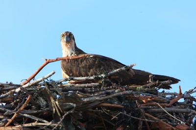 Œuvre de Doc55: Balbuzard