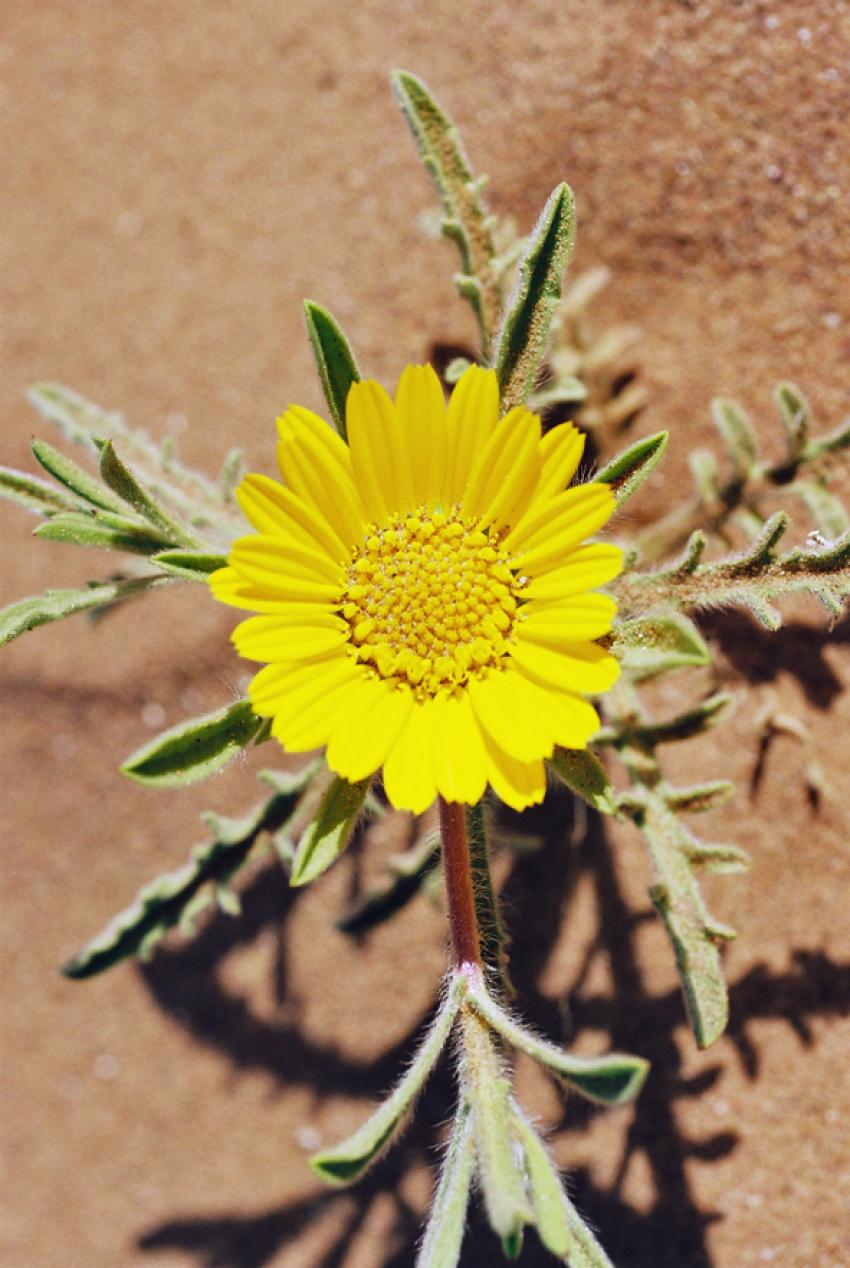 Fleurs du Désert