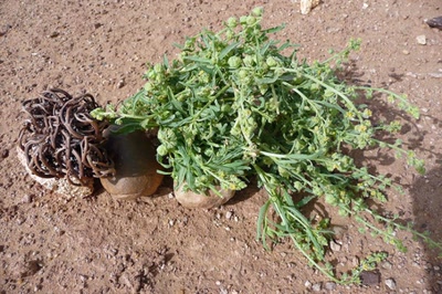 Résultat de recherche: Fleurs du Désert