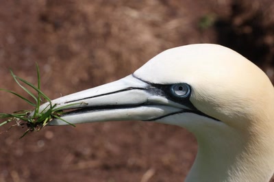 Œuvre de Doc55: Fous-de-Bassan