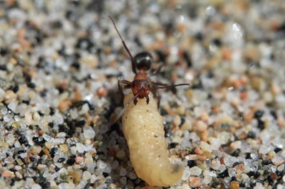 Œuvre de Doc55: Fourmis