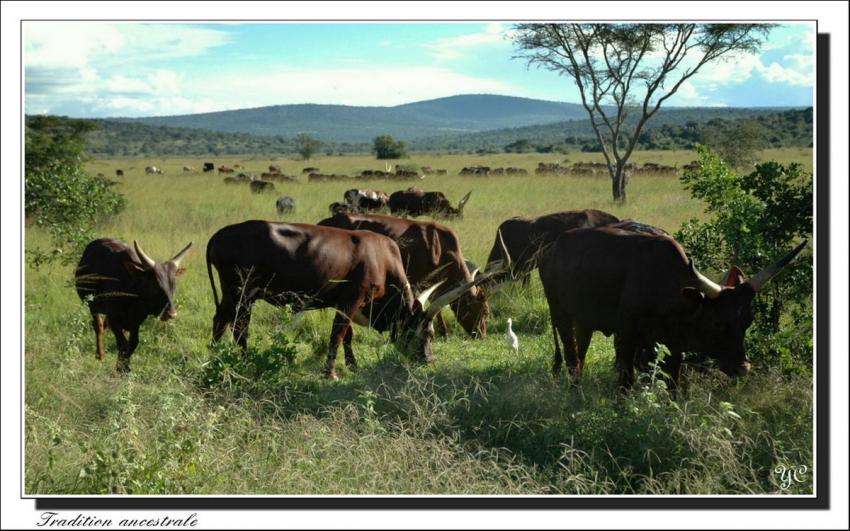 "Je voulais vous dire"  Tradition ancestrale