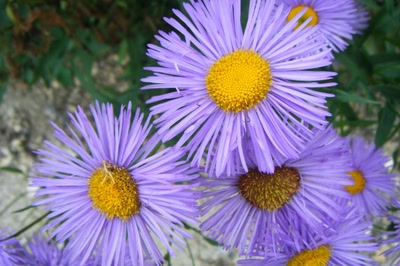 Résultat de recherche: Divers