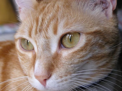 Résultat de recherche: Divers